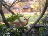 Kwamahla Game Lodge